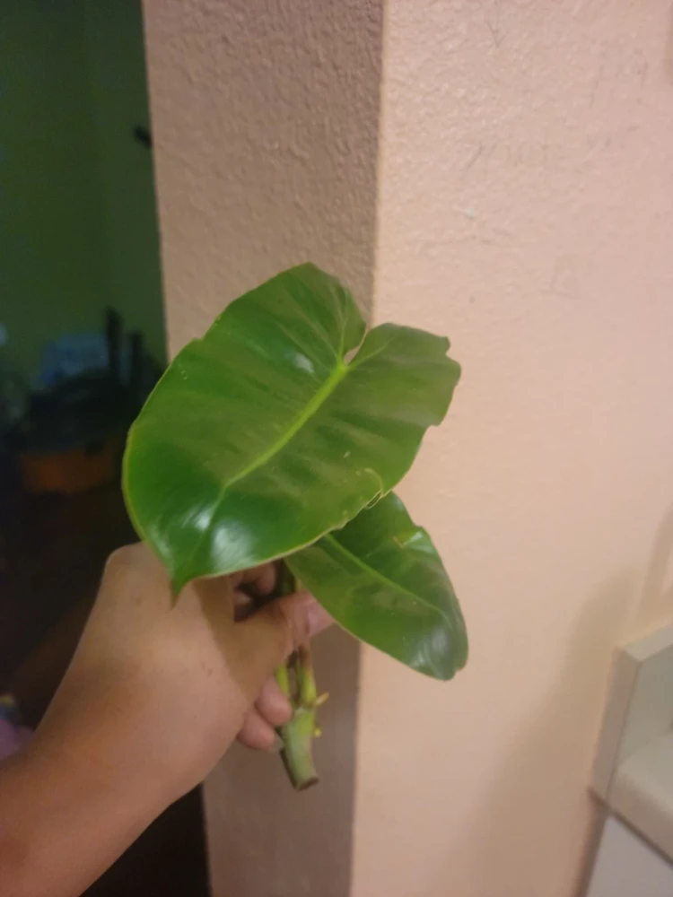 Burle Marx Philodendron Live Plant Cutting - Tropical Houseplant - Image 2