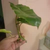 Burle Marx Philodendron Live Plant Cutting - Tropical Houseplant - Image 1