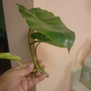 Burle Marx Philodendron Live Plant Cutting - Tropical Houseplant - Image 1