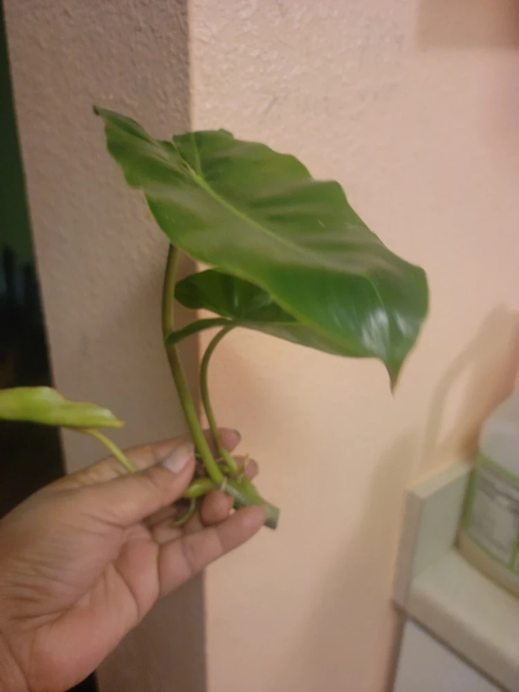 Burle Marx Philodendron Live Plant Cutting - Tropical Houseplant - Image 1