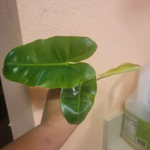 Burle Marx Philodendron Live Plant Cutting - Tropical Houseplant - Image 3