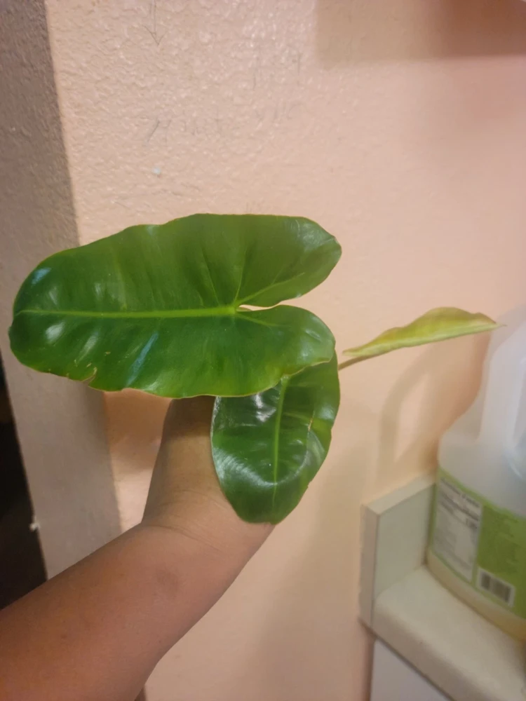 Burle Marx Philodendron Live Plant Cutting - Tropical Houseplant - Image 3