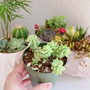 Burro's Tail Succulent Live Plant - Sedum morganianum - Trailing Houseplant in 2 inch pot - Image 10
