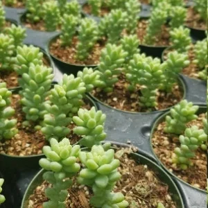 Burro's Tail Succulent Live Plant - Sedum morganianum - Trailing Houseplant in 2 inch pot - Image 11