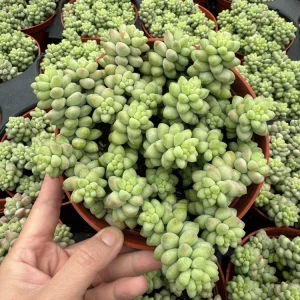 Burro's Tail Succulent Live Plant - Sedum morganianum - Trailing Houseplant in 2 inch pot - Image 12