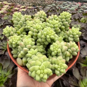 Burro's Tail Succulent Live Plant - Sedum morganianum - Trailing Houseplant in 2 inch pot - Image 13