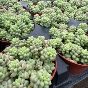 Burro's Tail Succulent Live Plant - Sedum morganianum - Trailing Houseplant in 2 inch pot - Image 14