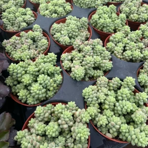 Burro's Tail Succulent Live Plant - Sedum morganianum - Trailing Houseplant in 2 inch pot - Image 15
