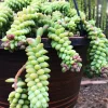 Burro's Tail Succulent Live Plant - Sedum morganianum - Trailing Houseplant in 2 inch pot - Image 1