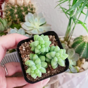 Burro's Tail Succulent Live Plant - Sedum morganianum - Trailing Houseplant in 2 inch pot - Image 7