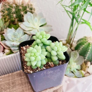 Burro's Tail Succulent Live Plant - Sedum morganianum - Trailing Houseplant in 2 inch pot - Image 8