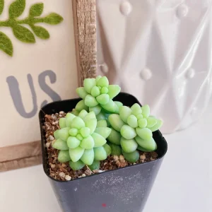 Burro's Tail Succulent Live Plant - Sedum morganianum - Trailing Houseplant in 2 inch pot - Image 9