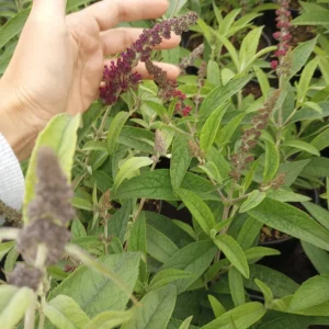 Butterfly Bush Live Plant 1 Gallon Pot - Attracts Pollinators Outdoor - Image 3