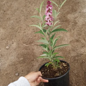 Butterfly Bush Live Plant 1 Gallon Pot - Attracts Pollinators Outdoor - Image 4