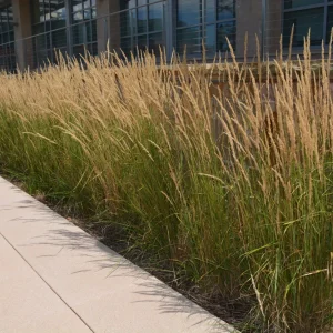Calamagrostis 'Karl Foerster' Ornamental Grass Live Plant, Perennial, 3-inch Pot - Image 2