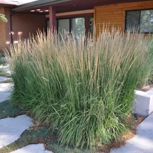 Calamagrostis 'Karl Foerster' Ornamental Grass Live Plant, Perennial, 3-inch Pot - Image 1