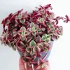 Calico Kitten Succulent Live Plant - Crassula pellucida variegata - 2in Pot - Image 1