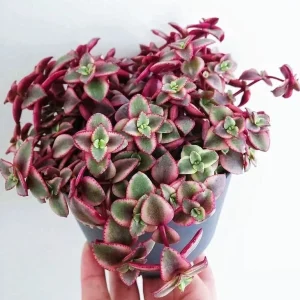 Calico Kitten Succulent Live Plant - Crassula pellucida variegata - 2in Pot - Image 1