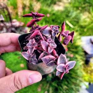 Calico Kitten Succulent Live Plant - Crassula pellucida variegata - 2in Pot - Image 7
