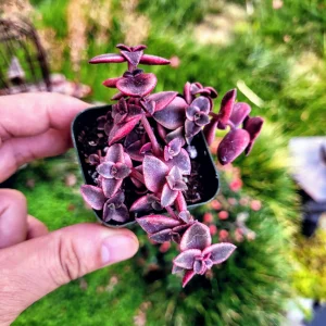 Calico Kitten Succulent Live Plant - Crassula pellucida variegata - 2in Pot - Image 8