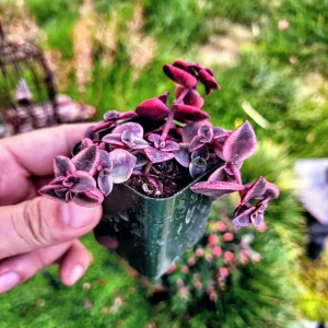 Calico Kitten Succulent Live Plant - Crassula pellucida variegata - 2in Pot - Image 9