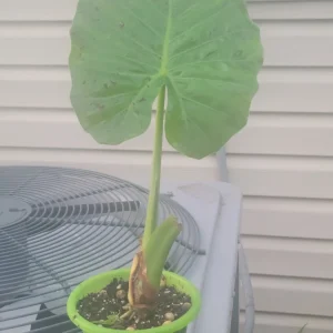 Calidora Elephant Ear Plant - Alocasia Live Plant - Large Leaf Tropical - Image 2