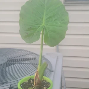 Calidora Elephant Ear Plant - Alocasia Live Plant - Large Leaf Tropical - Image 3