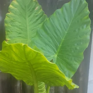 Calidora Elephant Ear Plant - Alocasia Live Plant - Large Leaf Tropical - Image 4