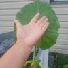 Calidora Elephant Ear Plant - Alocasia Live Plant - Large Leaf Tropical - Image 1