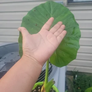 Calidora Elephant Ear Plant - Alocasia Live Plant - Large Leaf Tropical - Image 1