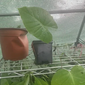 California Elephant Ear Alocasia Gageana Live Plant - Large Tropical Foliage - Image 2