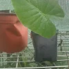 California Elephant Ear Alocasia Gageana Live Plant - Large Tropical Foliage - Image 1