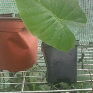 California Elephant Ear Alocasia Gageana Live Plant - Large Tropical Foliage - Image 1
