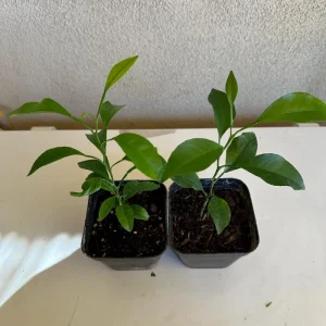 California Mandarin Seedling Live Plant – 5-12 inch Tall – Grown from Seed - Image 4