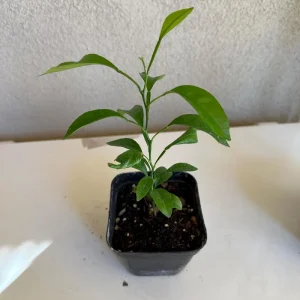 California Mandarin Seedling Live Plant – 5-12 inch Tall – Grown from Seed - Image 5