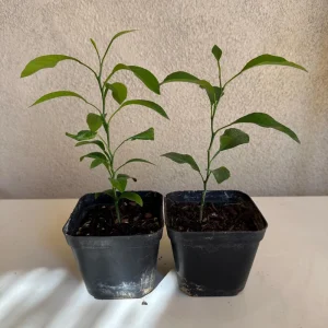 California Mandarin Seedling Live Plant – 5-12 inch Tall – Grown from Seed - Image 6