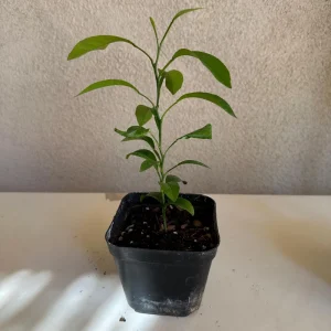 California Mandarin Seedling Live Plant – 5-12 inch Tall – Grown from Seed - Image 7