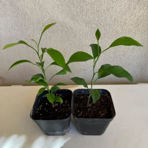 California Mandarin Seedling Live Plant – 5-12 inch Tall – Grown from Seed - Image 8