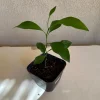 California Mandarin Seedling Live Plant – 5-12 inch Tall – Grown from Seed - Image 1