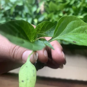 California Wonder Bell Pepper Seeds - Sweet Heirloom Vegetable Seeds for Outdoor Gardens - Image 2