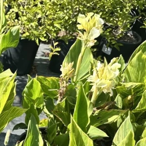 California Yellow Canna Lily Live Plant - Easy Grow, Tall, Yellow Flowers, Indoor/Outdoor - Image 2