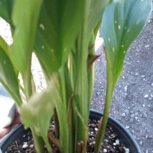 Calla Lily Captain Hollywood Rose Live Plant, 1 Gallon, Indoor/Outdoor - Image 3