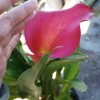 Calla Lily Captain Hollywood Rose Live Plant, 1 Gallon, Indoor/Outdoor - Image 1