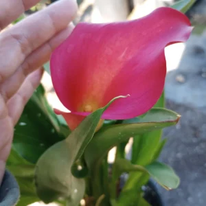 Calla Lily Captain Hollywood Rose Live Plant, 1 Gallon, Indoor/Outdoor - Image 1