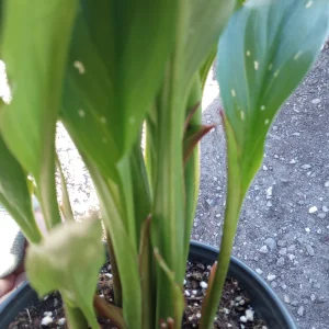 Calla Lily Captain Hollywood Rose Live Plant, 1 Gallon, Indoor/Outdoor - Image 5
