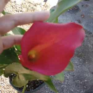 Calla Lily Captain Hollywood Rose Live Plant, 1 Gallon, Indoor/Outdoor - Image 6