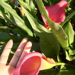 Calla Lily Captain Hollywood Rose Live Plant, 1 Gallon, Indoor/Outdoor - Image 7