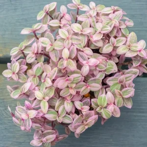 Callisia Repens Pink Panther Live Plant – Pink Lady in 2