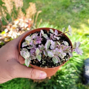 Callisia Repens Pink Panther Live Plant – Pink Lady in 2