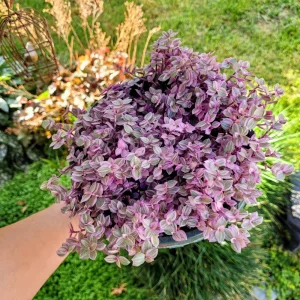 Callisia Repens Pink Panther Live Plant – Pink Lady in 2